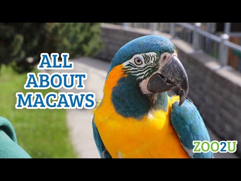 Video: Eclectus Parrot