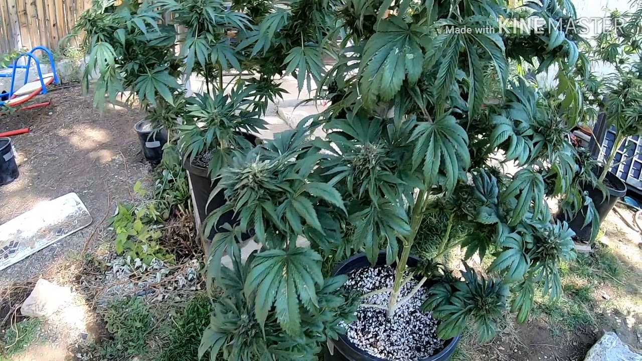 1 week with Advanced nutrients overdrive. You think im crazy...but yes!...and no...