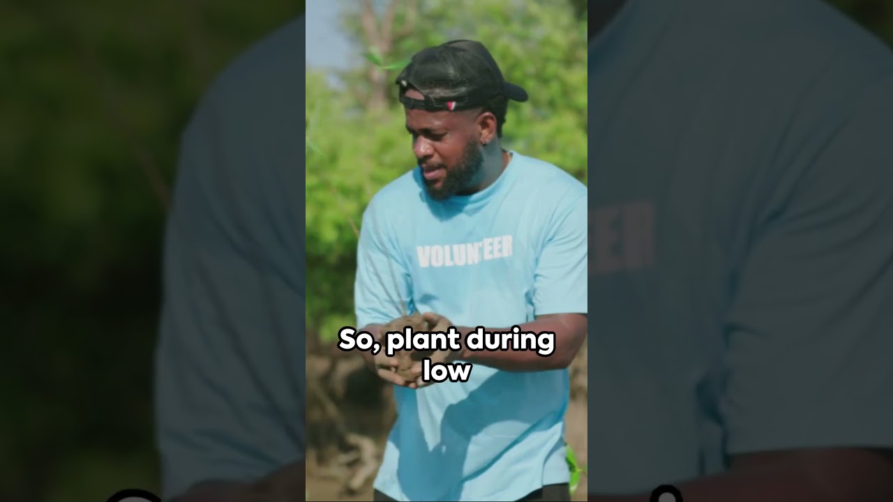 Mangrove Mastery: Planting Guide for Swamps