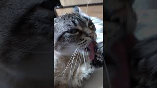 #lol#singer#cat#animals#chess#chat#mff#french#viral#money#dog#dogs#humor#chien#france#ok#love#lol#fr