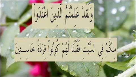 القران الكريم سورة البقرة الاية 65