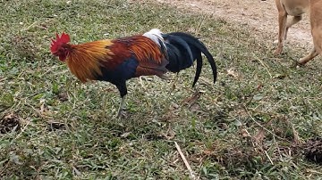 Lo saib qaib cuab tuaj zoo  nyiam tiag hug tau