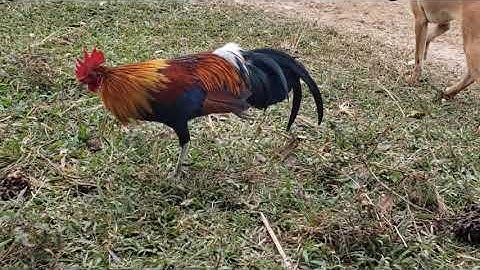 Lo saib qaib cuab tuaj zoo  nyiam tiag hug tau