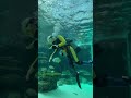 ステキな仕事アクアリウムガール AQUA GIRL ステキな仕事アクアリウムガール AQUA GIRL