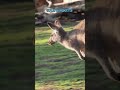 Kangaroo Attacks Melbourne Jogger