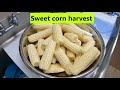 #142 Gathering the last of the sweet corn