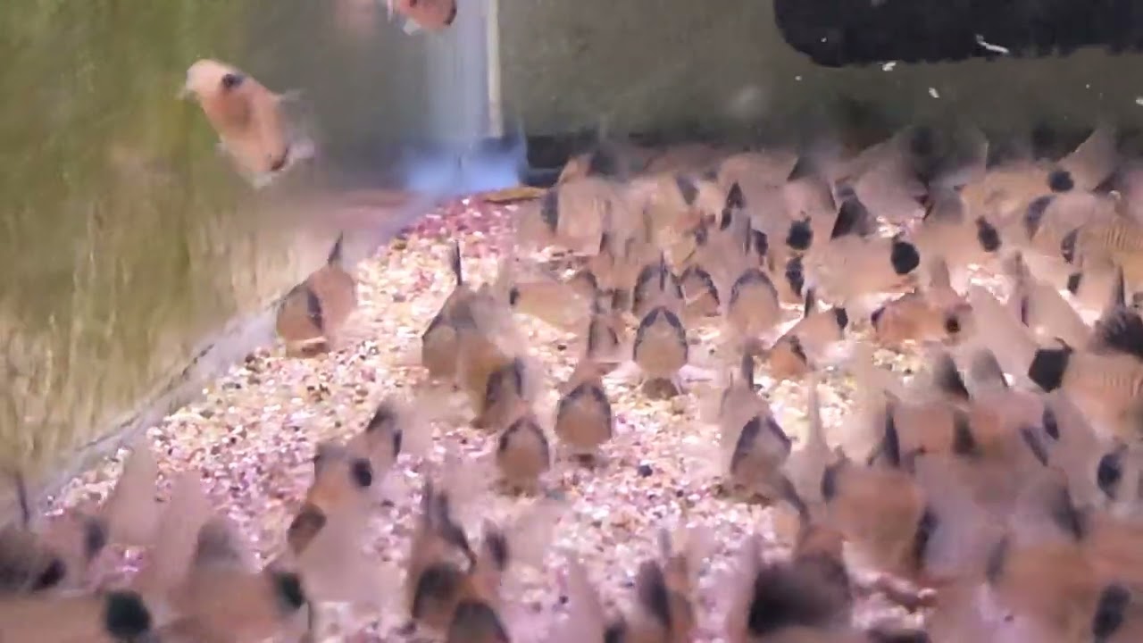 コリドラス 45cm水槽