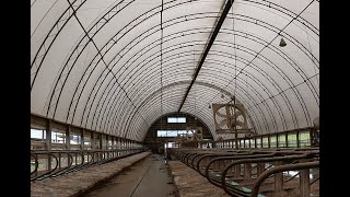 Milking cows together and bedding freestalls