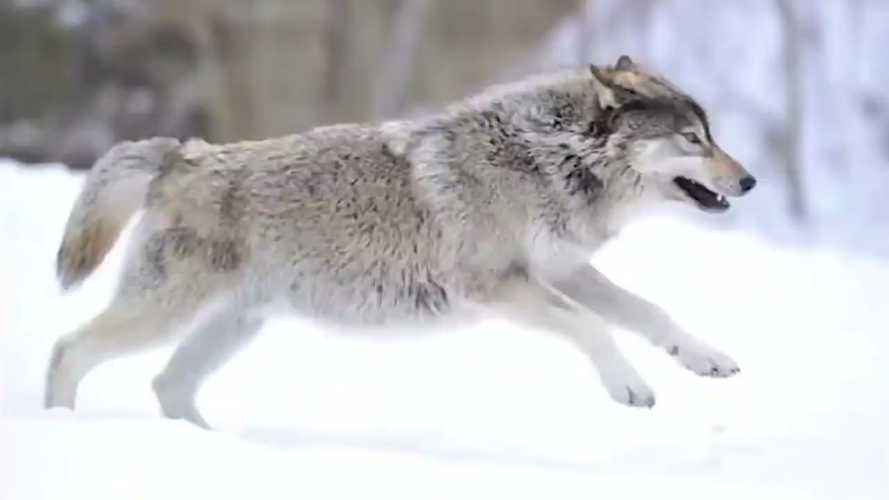 Radiohead - All I Need Outro Extended (Slowed & Reverb)