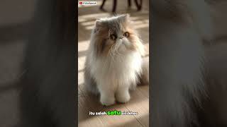 Download Lagu 😻 Hidung Pesek Kucing Persia, Bikin Gemas Banget! 🐱💖 #shorts #cat MP3