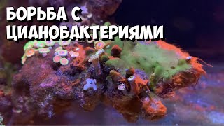 Цианобактерии в морском аквариуме