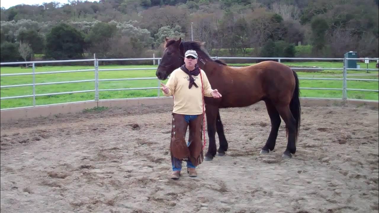 New Guy Horse LungingBody language Hooking Up Rick Gore Horsemanship
