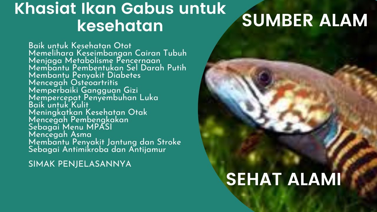 Khasiat Ikan Gabus atau Ikan Canna 