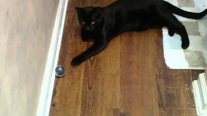 Oscar playing with ball