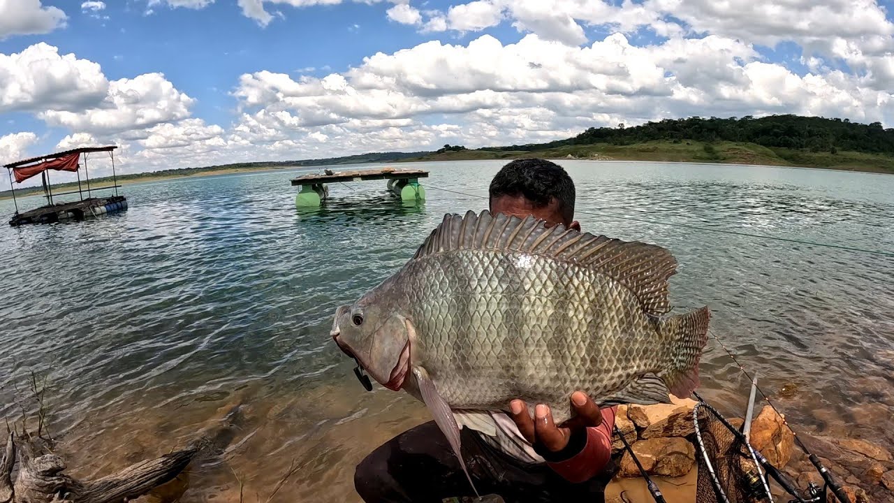 Pescaria de tilápia na ceva 