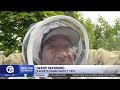 Metro Detroit Leads Nation in Wasp Activity This Fall
