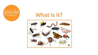 Celebrity What is it? MINI BEASTS Net Worth