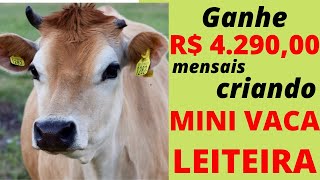 MINI COW in small farm gives more MONEY than on the farm.