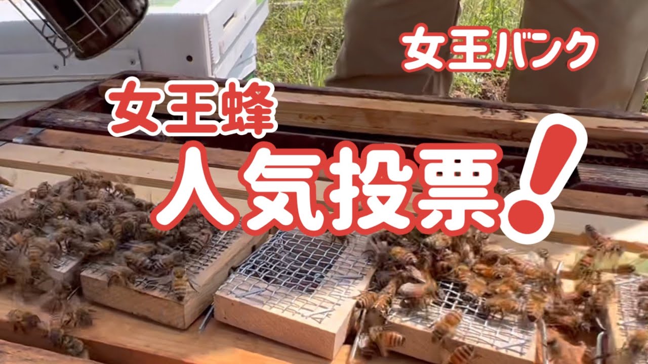 女王蜂人気投票！　やってみよう王台バンク　＃ミツバチ　＃養蜂　＃beekeeping