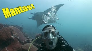 Yap Manta Rays (HD) | JONATHAN BIRD'S BLUE WORLD