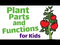 Plant Parts and Functions | First and Second Grade Science Lesson For Kids