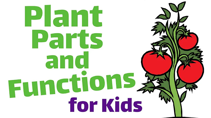 Plant Parts and Functions for Kids - DayDayNews