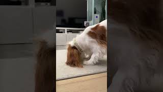 Cavalier King Charles spaniel dancing with his rubber chicken