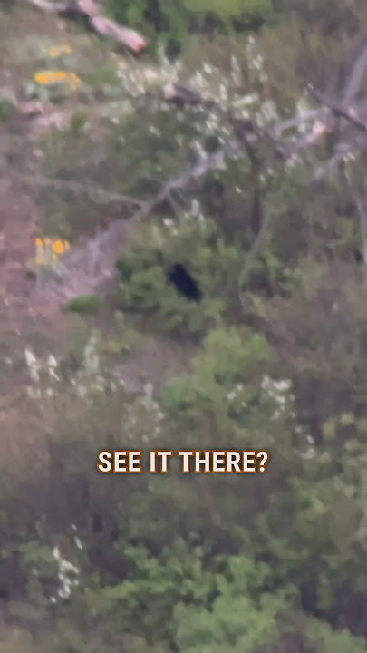 Find MORE Bears in THE SPRING AND FALL #Shorts