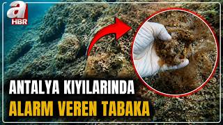 Antalya'da Deniz Tabanı Neden Peltemsi Tabakayla Kaplandı? | A Haber