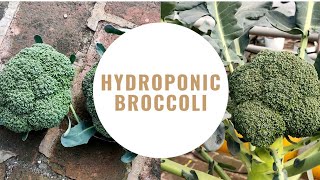 Grow Hydroponic Broccoli in NFT- Seed to Harvest