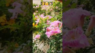 ticoma super bloom in my garden #trending #flowergarden #garden #terracegardenindia🤗🏡🌸👩🌾