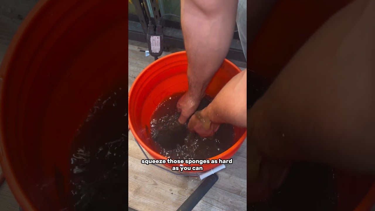 How to clean aquarium sponge filters