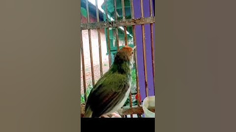 prenjak lumut gacor nembak#prenjaklumutgacor #prenjakmerah #shorts