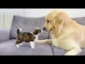 Golden retriever meets tiny puppy for the first time