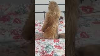 أحلى قطة تقف بشكل عجيبcute cats