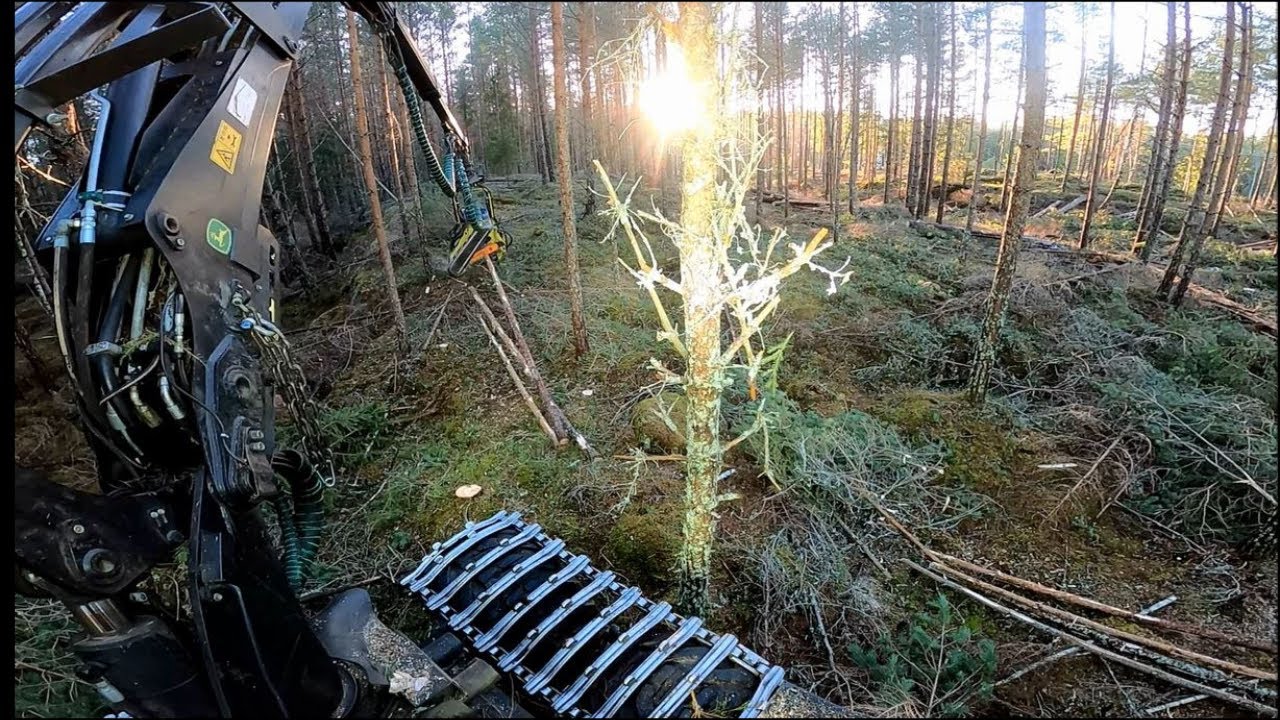 Tall gallring med skördare - John Deere 1170e/413