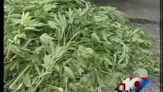 Marijuana bust
