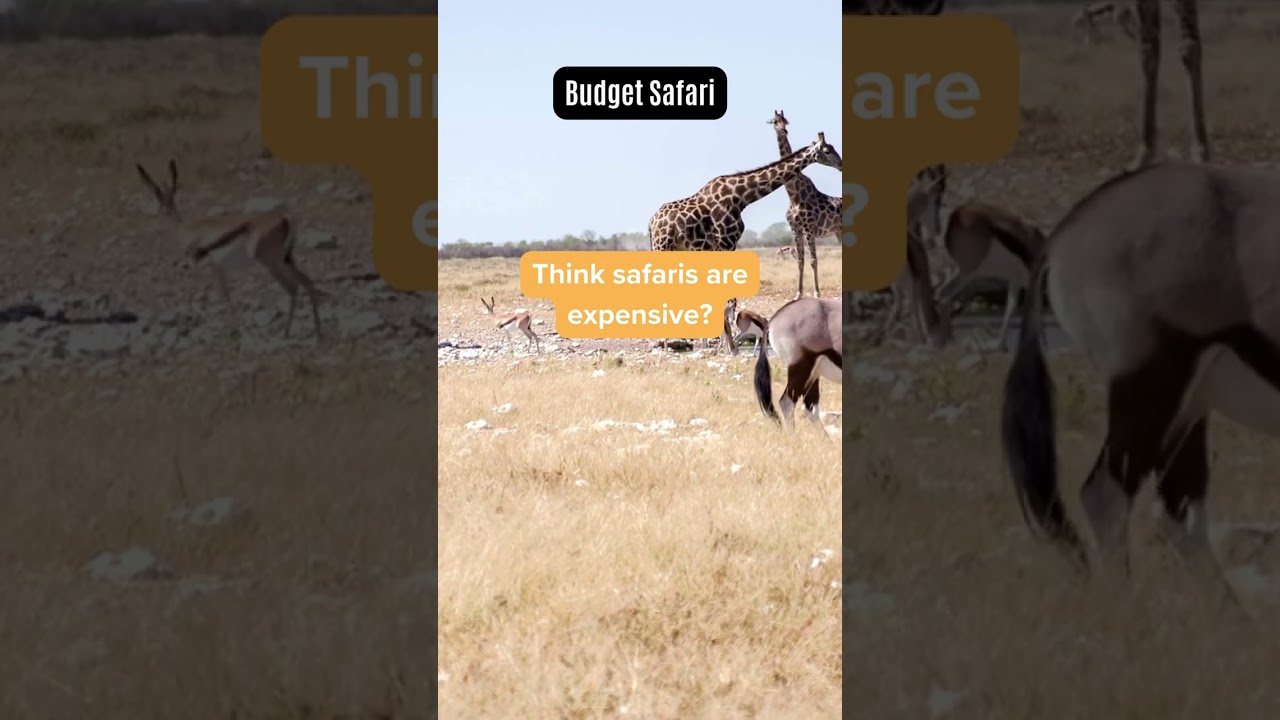 Budget Safari