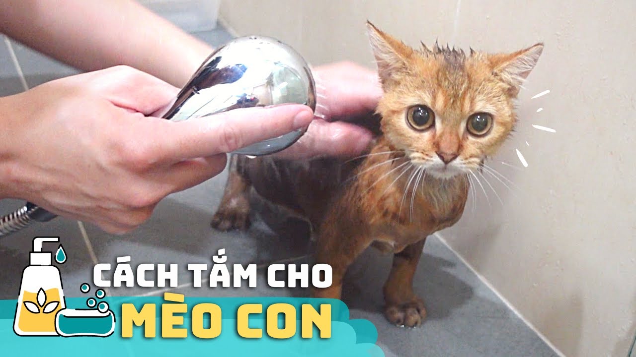 Cách Tắm Cho MÈO CON ???? ✅ | Hướng Dẫn Chi Tiết Từng... - youtube