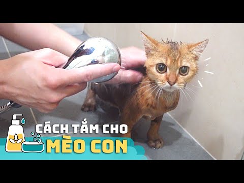 Video: Mẹo tắm cho mèo đơn giản: Rửa mèo mà không bị chết!