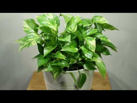 실내 초미세먼지를 제거하는데 탁월한 스킨답서스《Indoor natural air purifying plant for removing fine dust - Scindapsus》