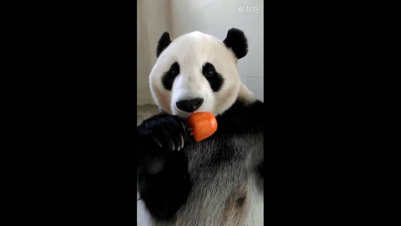 panda enjoying his popsicle