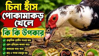 চিনা হাঁস পোকামাকড় খেলে কি কি উপকার | Benefits of Chinese Ducks Eating Insects 🦆