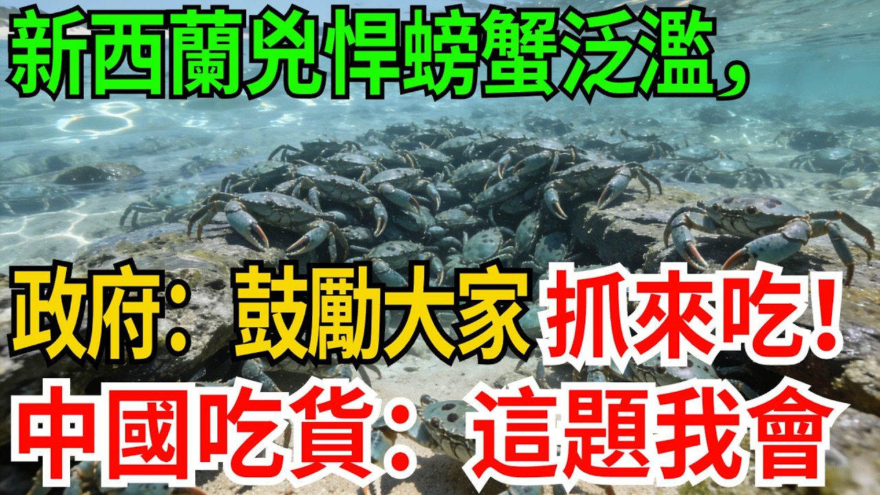 新西蘭“兇悍螃蟹”泛濫，政府急了：鼓勵大家抓來吃！中國吃貨樂了：這題我們會！【觀勢經緯】#科普#世界之最 #出類拔萃 #top10#亞洲梭子蟹 #生物入侵 #新西蘭美食 #生態治理 #海鮮文化