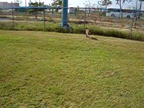 Diva y Nikki de paseo en el parque solo test oyna