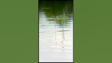 Cách khắc phục tình trạng cá vào ổ cày tăm nhưng không ăn.