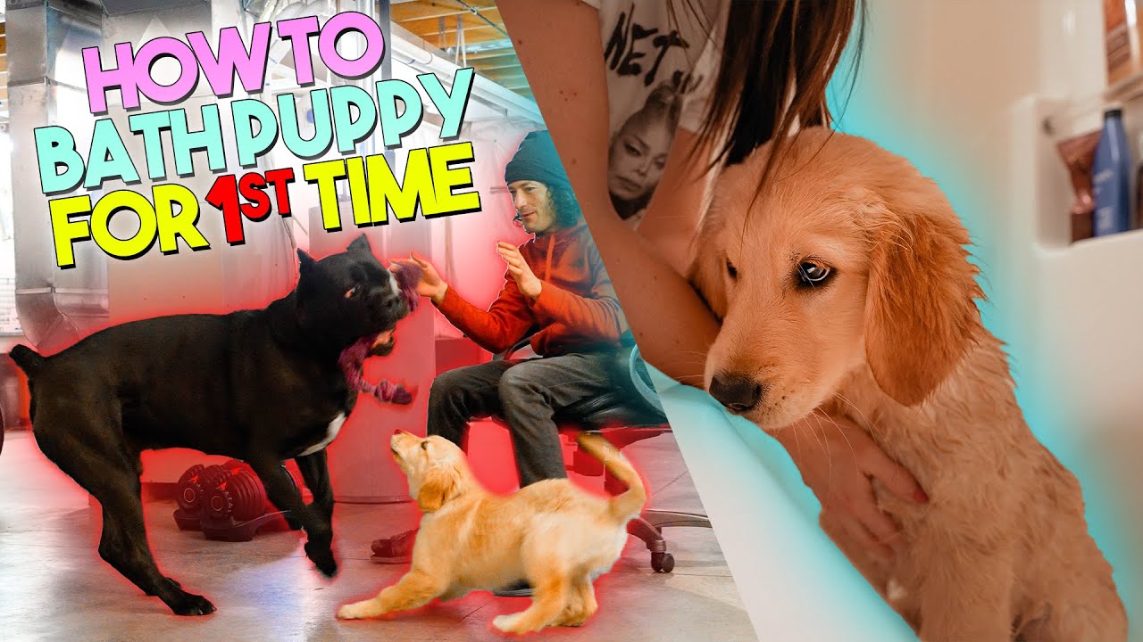How To a Bath Puppy For The FIRST Time 🐶 🛁 YouTube