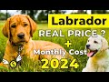 Labrador Dog Price in India 2024 | Labrador Price and Monthly Expenses