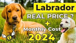 Labrador Dog Price in India 2024 | Labrador Price and Monthly Expenses by Vaibhav Dog's World 129,467 views 5 months ago 4 minutes, 38 seconds