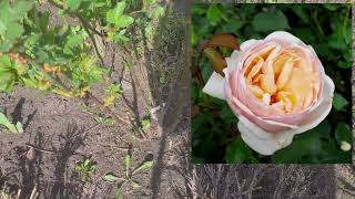 Творчий процес - обрізка троянд та 3 обробка саду від шкідників